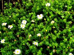Felicia amelloides