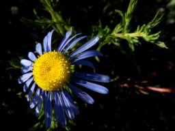 Felicia australis