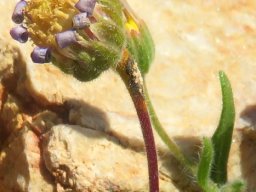 Felicia bergeriana dutiful involucre