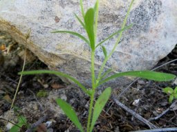 Felicia bergeriana