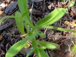 Felicia bergeriana leaves