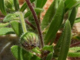 Felicia bergeriana bud