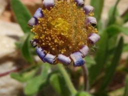 Felicia bergeriana, a short-lived plant and a long story