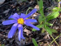 Felicia bergeriana flowerhead