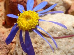 Felicia bergeriana in its prime