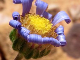 Felicia bergeriana ageing flowerhead