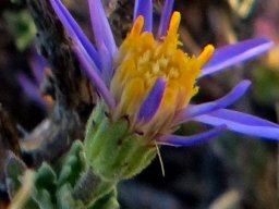 Felicia brevifolia involucre