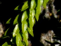 Felicia echinata leaves