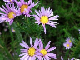 Felicia echinata