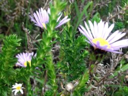Felicia echinata upper stems