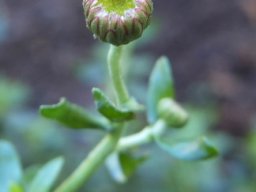 Felicia erigeroides bud