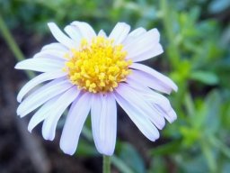 Felicia erigeroides flowerhead