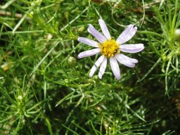 Felicia filifolia 