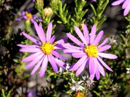 Felicia filifolia stiff leaves