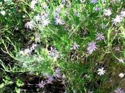 Felicia filifolia casual in spring
