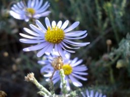Felicia hirsuta