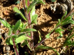 Felicia merxmuelleri leaves