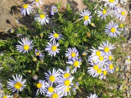 Felicia muricata in the Karoo