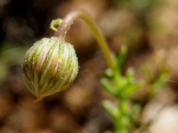 Felicia muricata bud