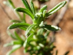Felicia muricata leaves