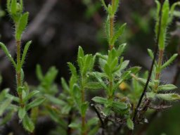 Felicia ovata leaves