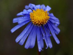 Felicia ovata flowerhead
