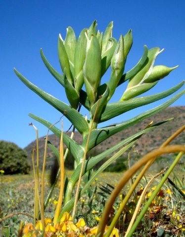 Ferraria ferrariola leaves