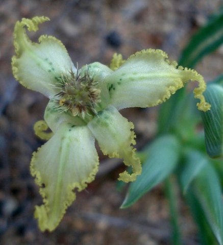 Ferraria macrochlamys subsp. macrochlamys flower