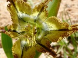 Ferraria divaricata flower