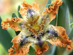 Ferraria variabilis flower