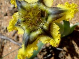 Ferraria divaricata brightening the sandy scene