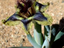 Ferraria