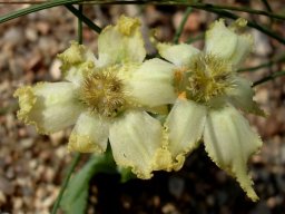 Ferraria macrochlamys subsp. macrochlamys flowers