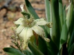 Ferraria macrochlamys subsp. macrochlamys leaves