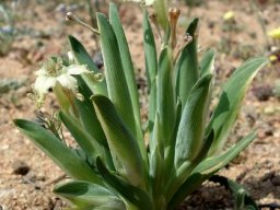 Ferraria macrochlamys subsp. macrochlamys