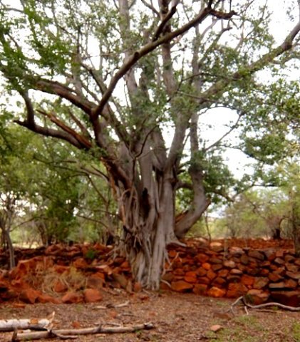 Ficus burkei on the wall