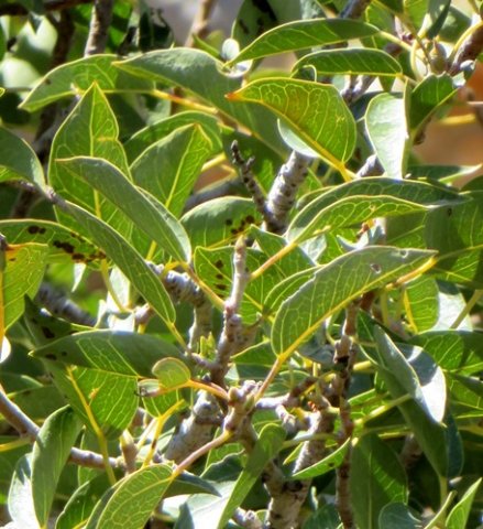 Ficus cordata subsp. cordata leaves against sunlight