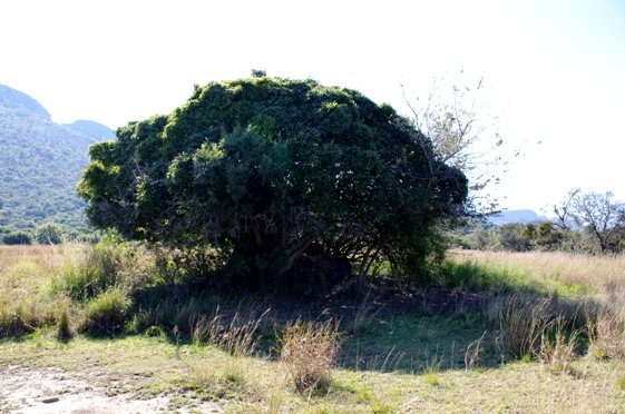 Ficus ingens