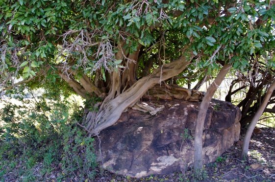 Ficus ingens fantasy world