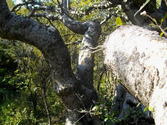 Ficus ingens doing the twist and the bulge