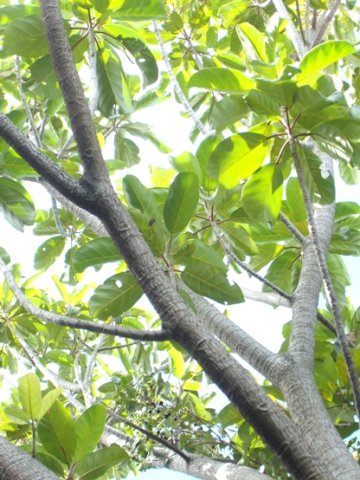 Ficus lutea