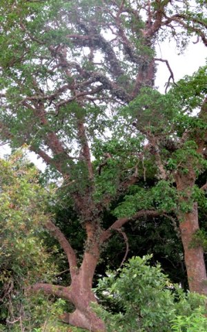 Ficus sycomorus fruit-covered branches