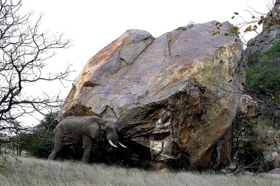 Ficus tettensis far above the elephant