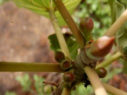 Ficus