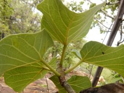 Ficus abutilifolia lower leaf surfaces