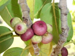 Ficus cordata subsp. cordata bearing figs
