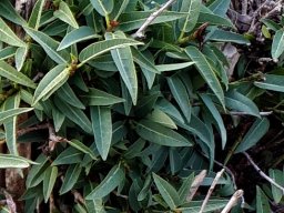 Ficus cordata subsp. cordata leaves