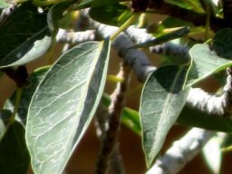 Ficus cordata subsp. cordata leaves