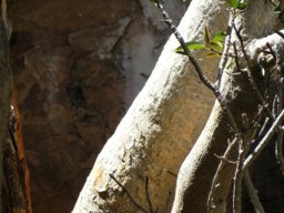 Ficus cordata subsp. cordata stems