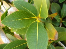 Ficus ilicina leaves